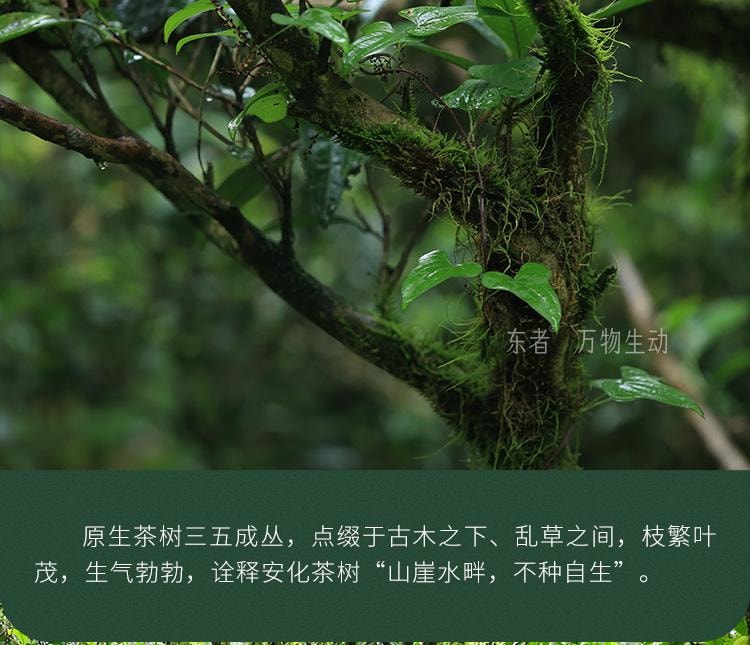 【美國現貨秒發】小師姐評茶 天尖薄片 安化黑茶茶葉 2017年荒野老樹六步玲瓏 60克(10片)