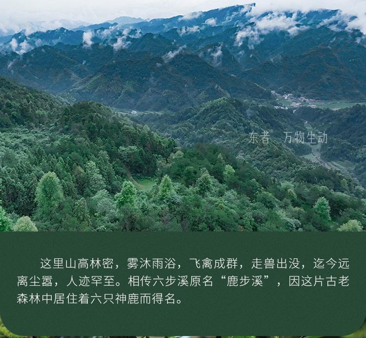 【美國現貨秒發】小師姐評茶 天尖薄片 安化黑茶茶葉 2017年荒野老樹六步玲瓏 60克(10片)