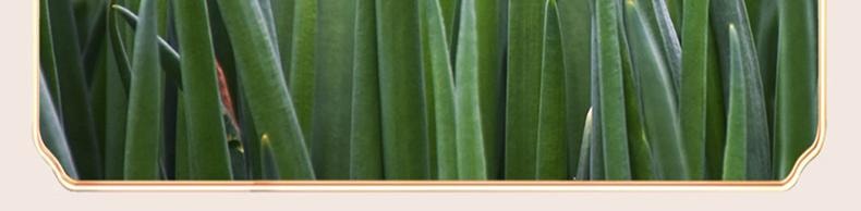 Shanghai Scallion Oil Noodle Sauce 160g - With Shrimp & Scallion Authentic Local Flavor