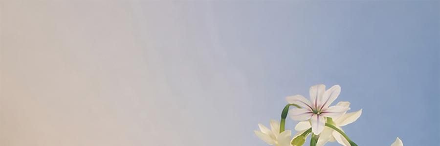 THE BEAST野兽派 花神之梦系列 晶石闻香杯香薰礼盒 送礼好物 无火香氛 野蔷薇