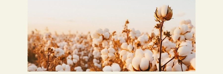 QILI其里 小恐龙的诞生香氛套装 香氛套盒 香薰蜡烛礼物伴手礼盒 春醒 70g+50ml