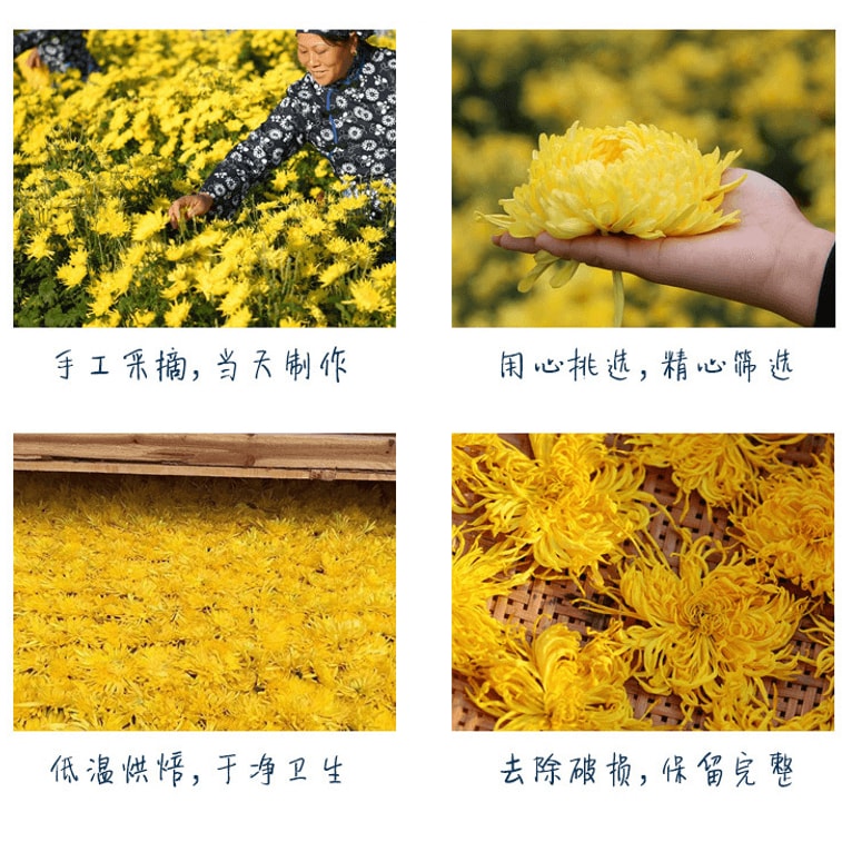 【中国直邮】 采悠山庄 黄山金丝皇菊罐装 大朵菊花茶 20g/瓶【降火祛燥 清肝明目】