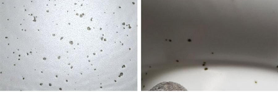 韓國POLAATHOME egg LIM 霧面陶瓷米碗 蛋白色 15*7cm