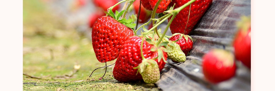 家鄉風味 天然凍乾草莓 20g