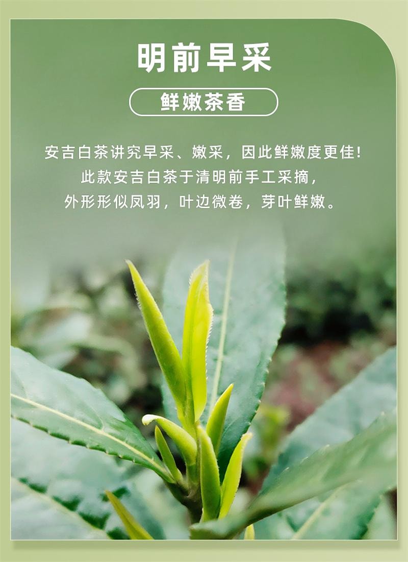 【中国直邮】 西湖牌 2025新茶上市安吉白茶叶明前特级绿茶正宗春茶 100g纸包