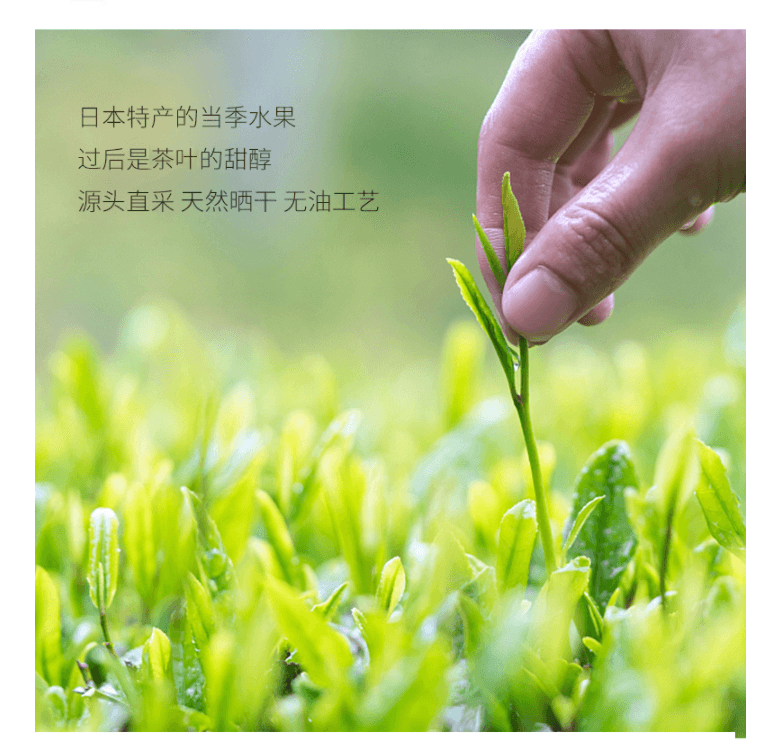 【日本直邮】日本LUPICIA 绿碧茶园 西柚绿茶 罐装 50g(每单赠茶叶过滤袋1包100枚)