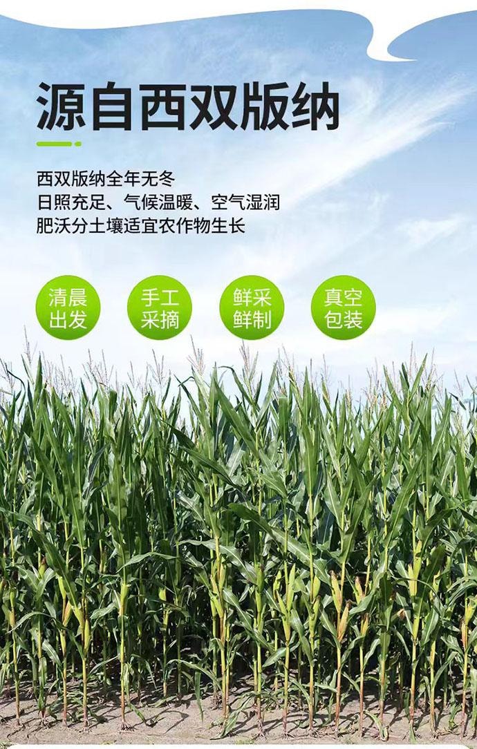 【中國直郵】 傣小瓜 雲南西雙版納 紫薯拇指玉米 0添加 500g*1袋