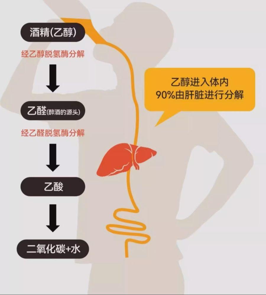 【日本直邮】 日本 KOBAYASHI小林制药 小林制药解酒片 茵陈五苓散护肝防宿醉酒解酒药 16粒