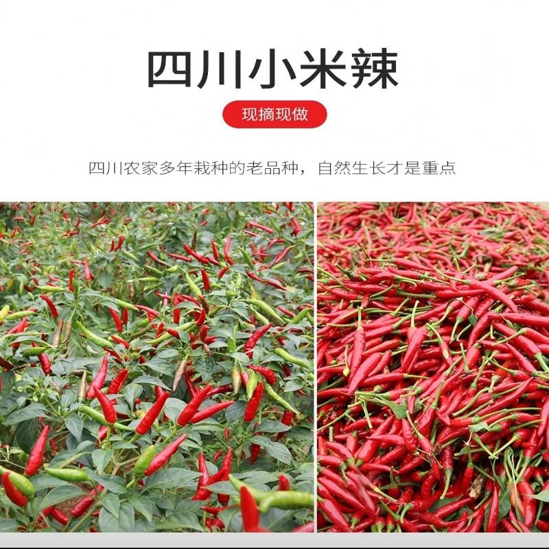 【中国直邮】 蜀姑娘 剁椒酱  四川特产辣椒酱 | 鲜辣爽口 | 手工制作 | 无添加防腐剂 |  烧椒酱下饭菜 辣椒酱 拌面拌饭酱 辣酱 彩椒酱265g