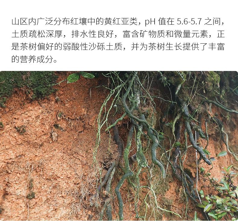 【美国现货秒发】小师姐评茶 径山茶茶叶 2025头采高山绿茶有机茶 非遗工艺 50克