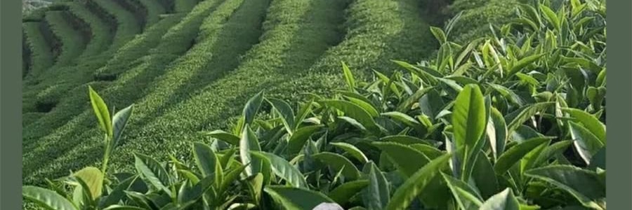 宋朝 冷山系列扩香石套装摆件 高级香氛 送礼好物 容器*1 晶石*1袋 精油*1 花间漫步