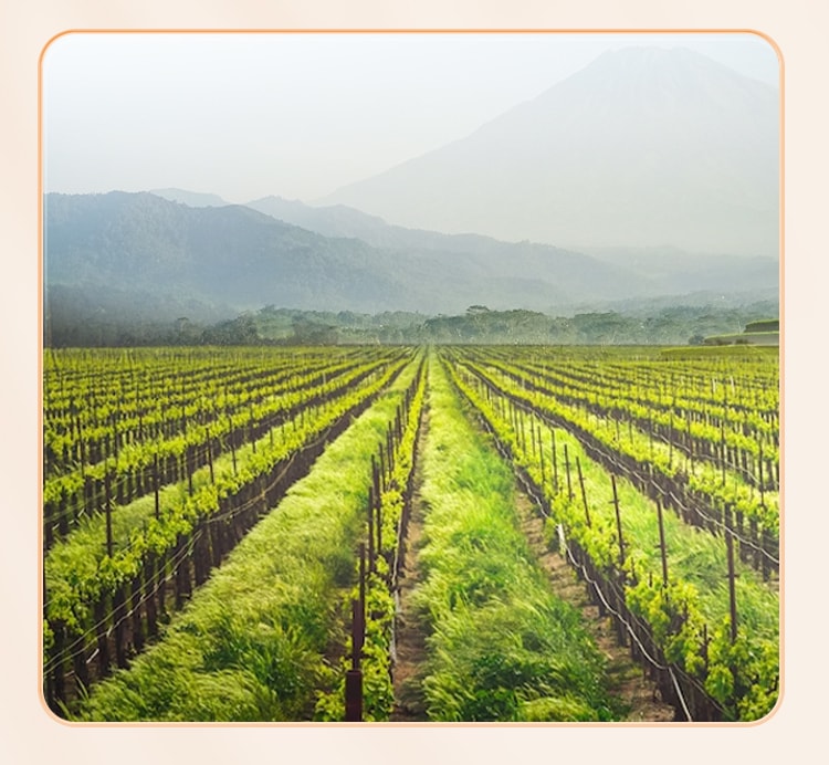 Mulberry 200g * 1+Rose 100g * 1