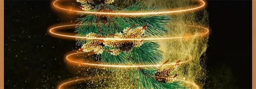 【中国直邮】 国药药材 松花粉原粉精选马尾松罐装食品级泡水泡茶调节肠胃  延缓衰老  美容护肤    200g/罐