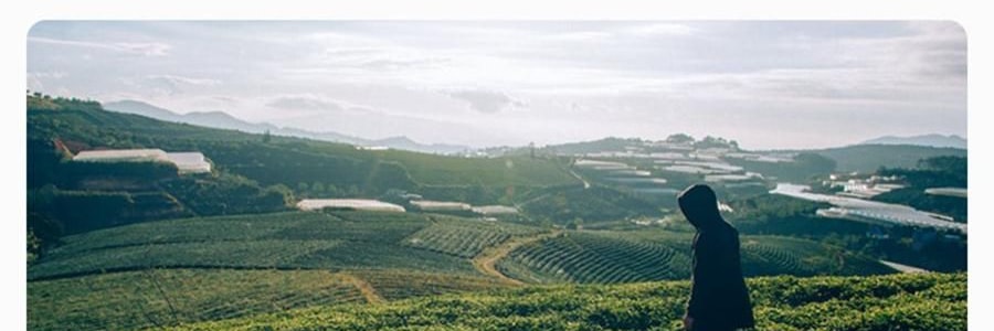 RE CLASSIFIED RE调香室 东方茶系列无火香薰 香薰挥发液室内留香无火香氛 小径新泽 150ml