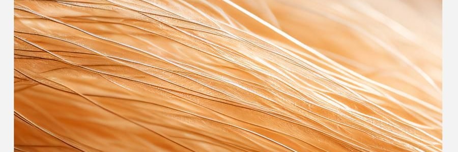 小野和子 羊毛棉褲襪第2代緊身褲 中灰色 短連腳 薄絨