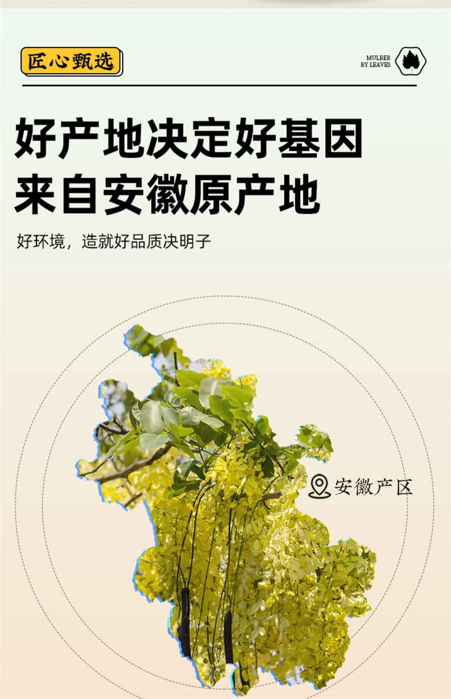 【中國直郵】岷農人 決明子茶250g正品炒熟決明子茶散裝中藥材決明子