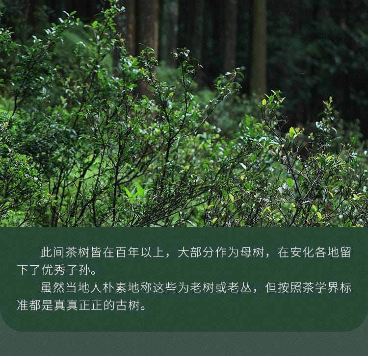 【美國現貨秒發】小師姐評茶 千兩茶餅高馬蒼卷 2019年安化黑茶茶葉 皇家貢茶 680克