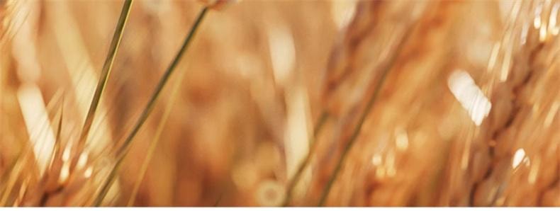 【中国直邮】 英氏 加蛋白卡通片片面 趣味造型面儿童意面宝宝面条 200g(25g*8袋)