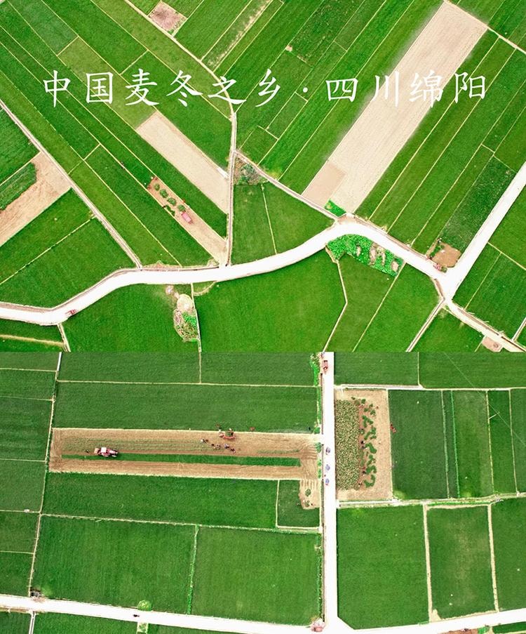 常椿 供货采芝林 单克便宜| 四川绵阳麦冬 250g 不熏硫 供货三甲医院永旺友谊百货等高端超市 止咳养阴生津润肺清心