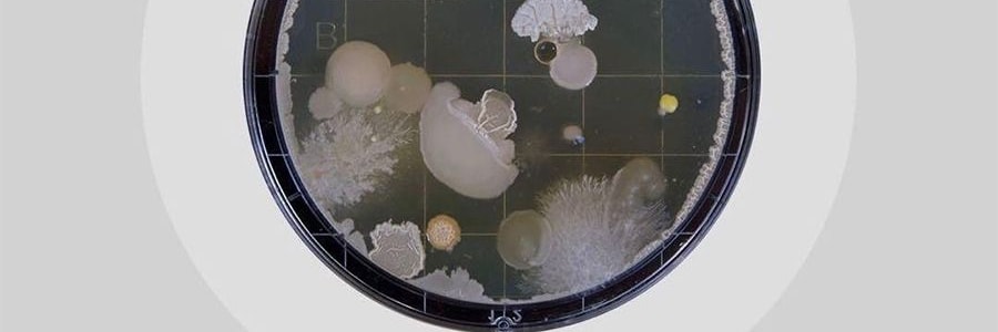 韩国Derma Lady女士内衣内裤专用洗衣液 500ml