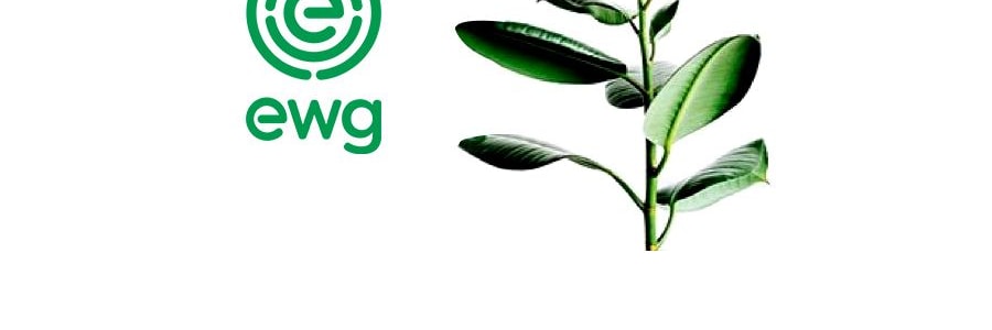 韩国Derma Lady女士内衣内裤专用洗衣液 500ml