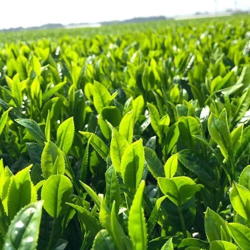 舒可曼 A级 蒸青绿茶抹茶粉 100克 粉质均匀细腻 零添加 冲泡烘焙均可