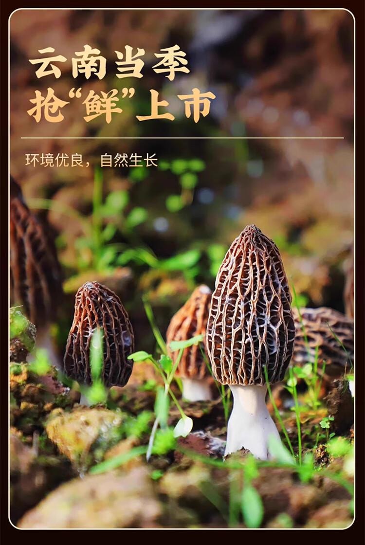 【中国直邮】 醉语阁 头茬羊肚菌  山珍干货滋补精 菌菇炖鸡煲汤材料 火锅食材 1 包
