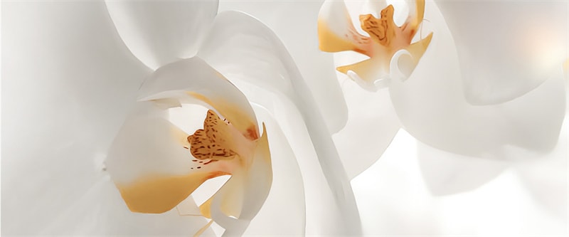 【中国直邮】澳洲 cemoy.白金水乳套装 保湿补水提亮淡纹抗初老氧化紧致护肤品 2件装