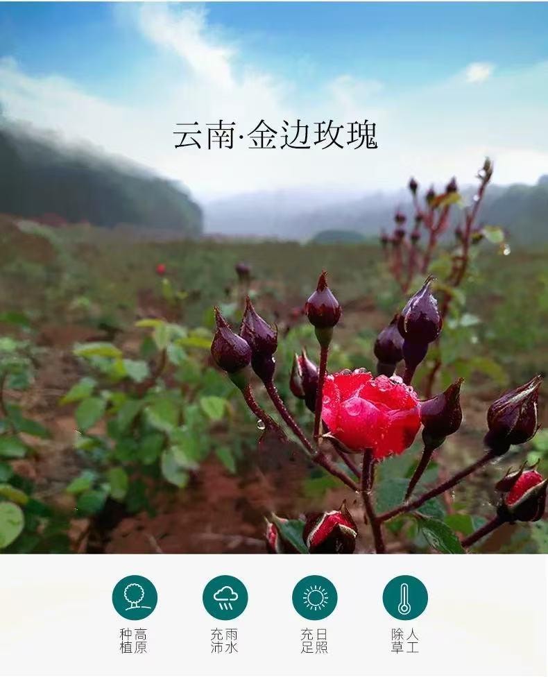 雲南直採 頭茬高山無硫金邊玫瑰 玉龍雪山產區 香味濃鬱 營養豐富 100g