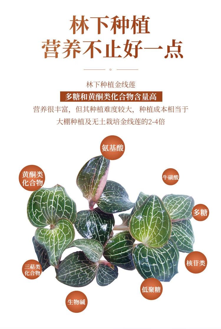 【中国直邮】  半山农【整株】金线莲  养生肝茶 熬夜上火 可煲汤泡水 10g
