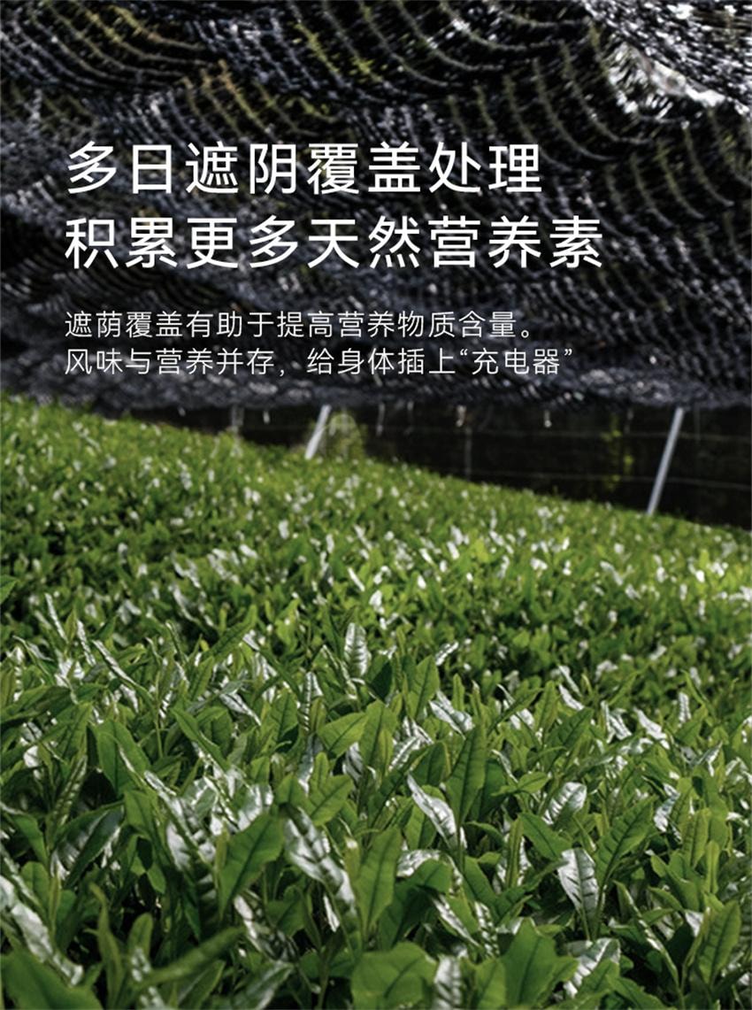 【中国直邮】 哦唛福 纯抹茶粉 高蛋白质 茶氨酸冲饮烘焙拿铁奶茶店专用便携装 1.5g*10条/盒