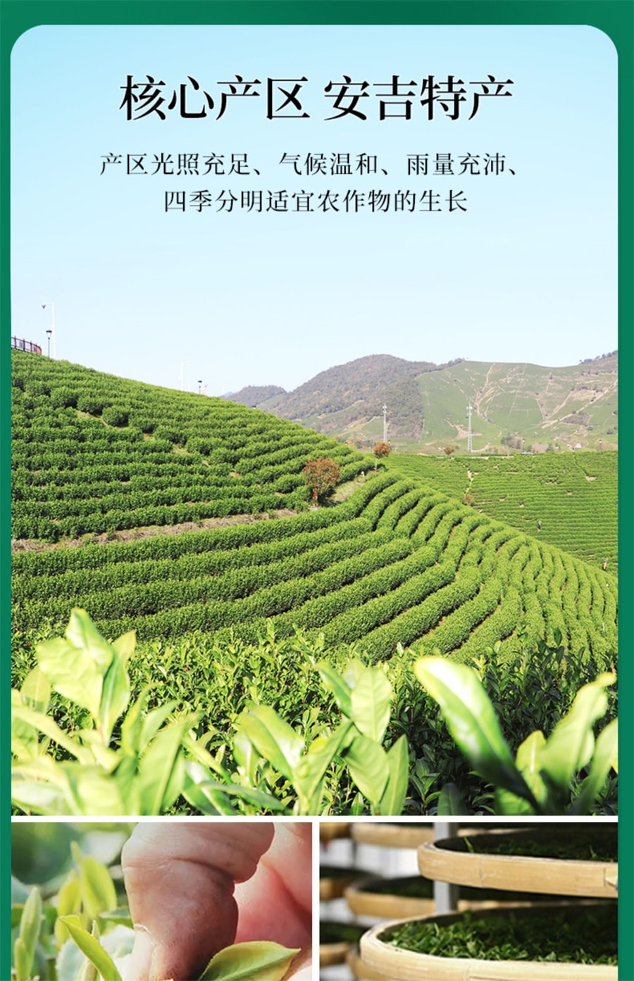 【中國直郵】一杯香 2024新茶白茶一杯香明前安吉綠茶茶葉 200g
