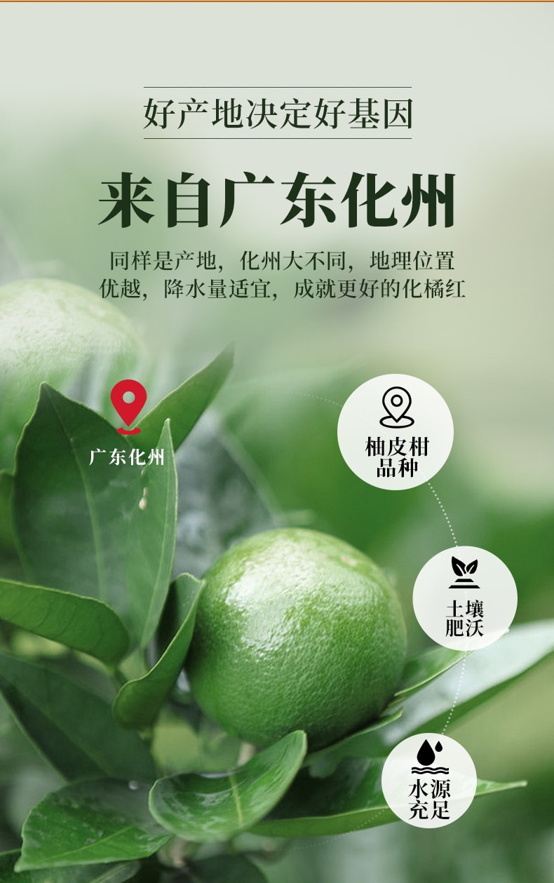 【中国直邮】北京同仁堂化橘红片-100g