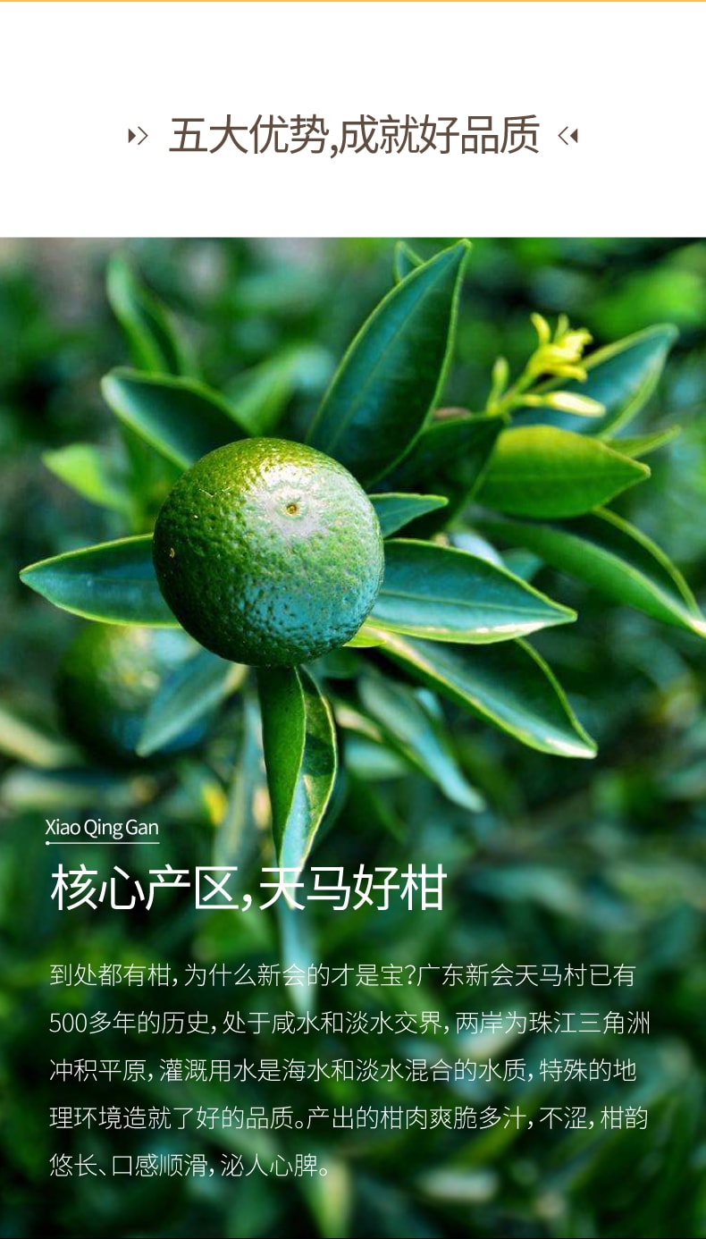 【中国直邮】世凡 小青柑普洱茶 120g