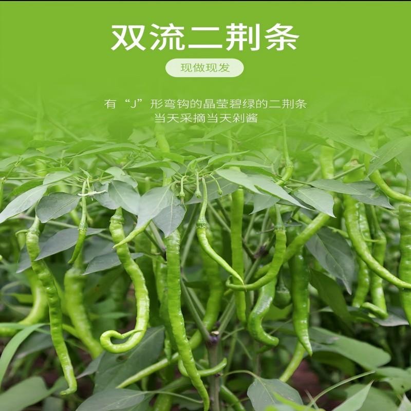 【中国直邮】 蜀姑娘 剁椒酱  四川特产辣椒酱 | 鲜辣爽口 | 手工制作 | 无添加防腐剂 |  烧椒酱下饭菜 辣椒酱 拌面拌饭酱 辣酱 彩椒酱265g