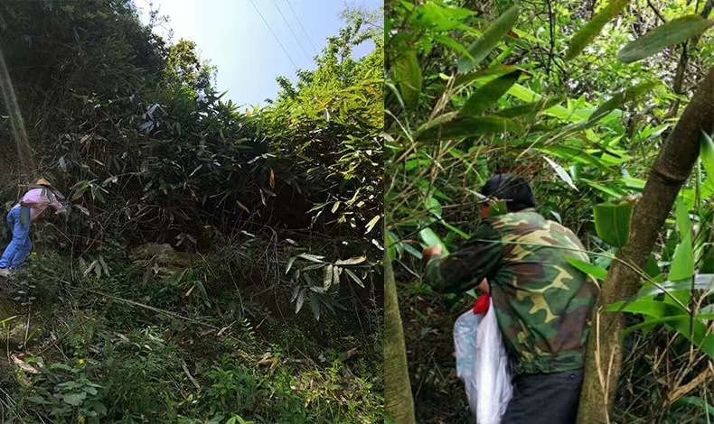 中國 朕的心意 當季新鮮粽葉 50 片 箬竹葉 真空包裝 柔軟度好 店內另有粽子繩及包粽子模具 歡迎選購 端午節包粽子