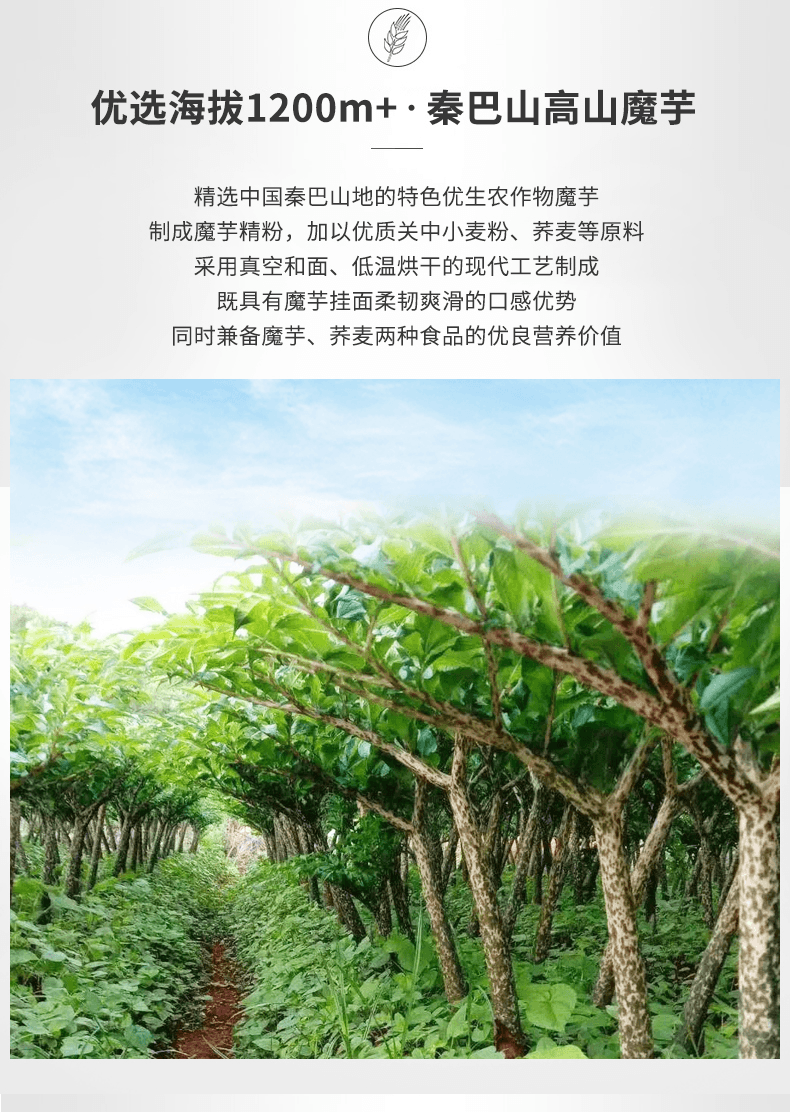  秦食皇 蒟蕎麵 速食粗糧麵300g【健康代餐 亞米獨家】