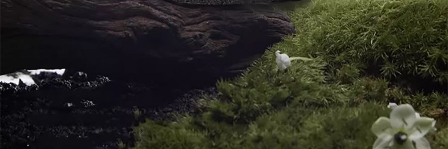 宋朝 四季闲庭系列扩香石摆件 送礼好物 高级香氛 雅韵白茶·馥奇花香调 容器*1 扩香石*1袋 精油*2 干花*1包