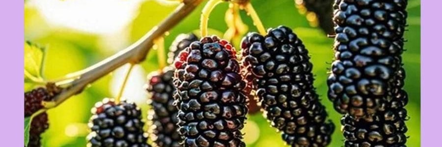 维汉 桑葚干 200g【山姆同款】【健康0添加 富含花青素】