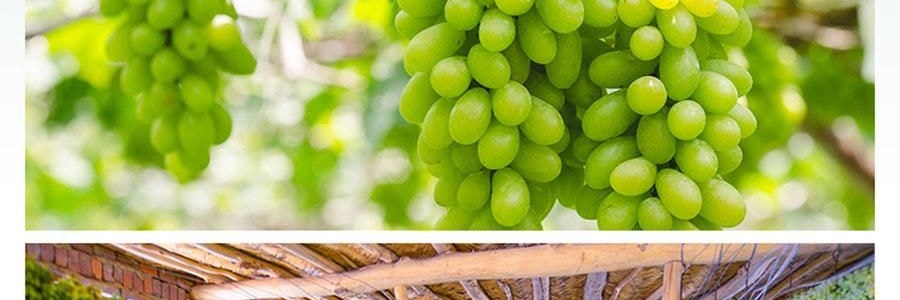 维汉 绿香妃葡萄干 310g【甜润饱满】【健康0添加】【山姆超市同款】