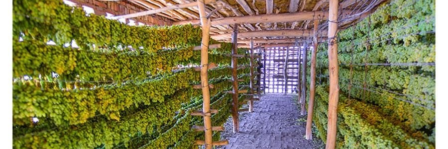 维汉 绿香妃葡萄干 310g【甜润饱满】【健康0添加】【山姆超市同款】