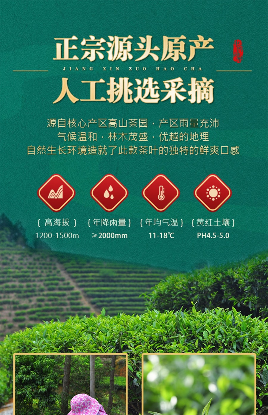 【中国直邮】 中闽峰州 云雾绿茶2025新茶叶高山春茶日照充足浓香型非毛尖茶叶礼盒装  400g/桶