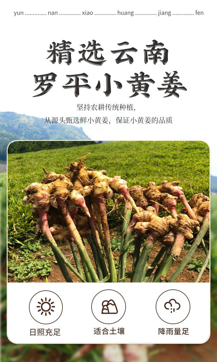 滇闽家人 正宗云南罗平超细小黄姜粉 200克 药食两用 姜黄味浓 鲜香辛辣
