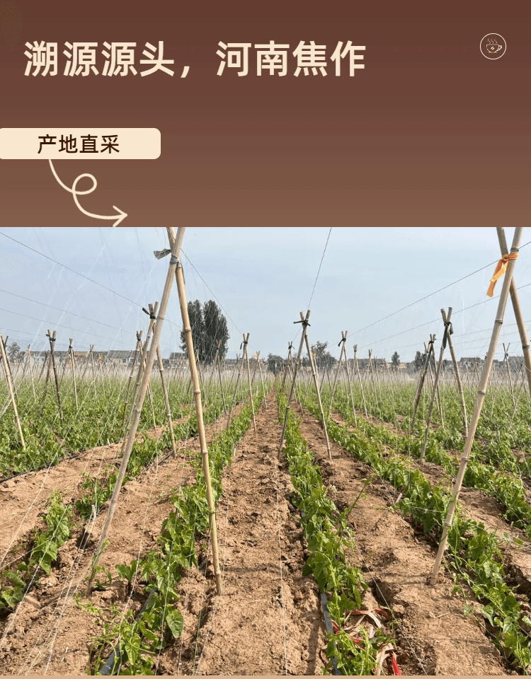 常椿 三甲医院永旺友谊百货专供| 河南山药淮山 150g 四神汤 不熏硫 单克便宜 补脾养胃生津益肺