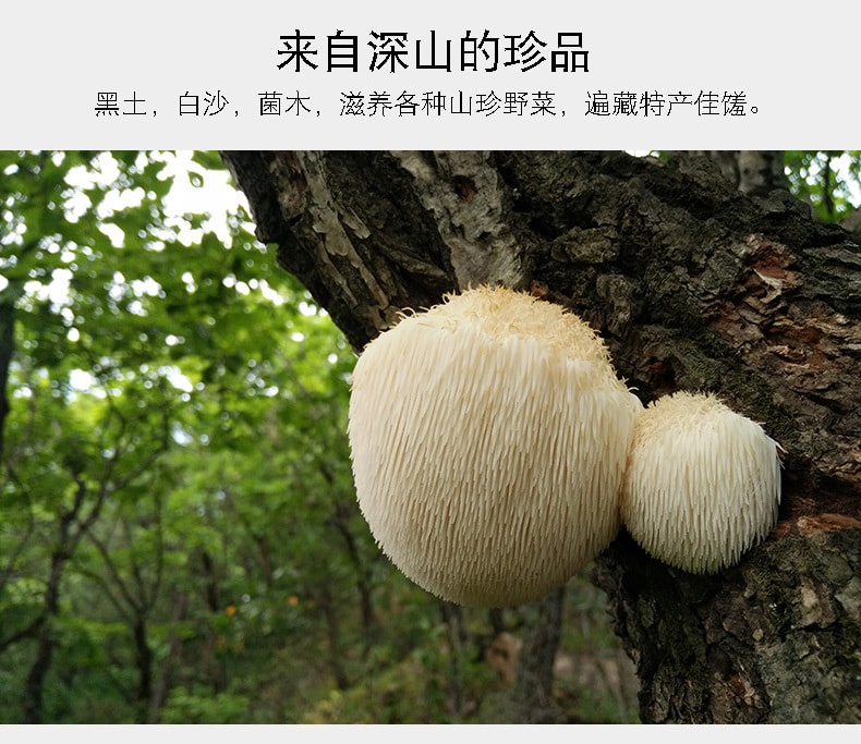 【中國直郵】插樹嶺 猴頭菇 100g 乾貨特產 猴頭菌