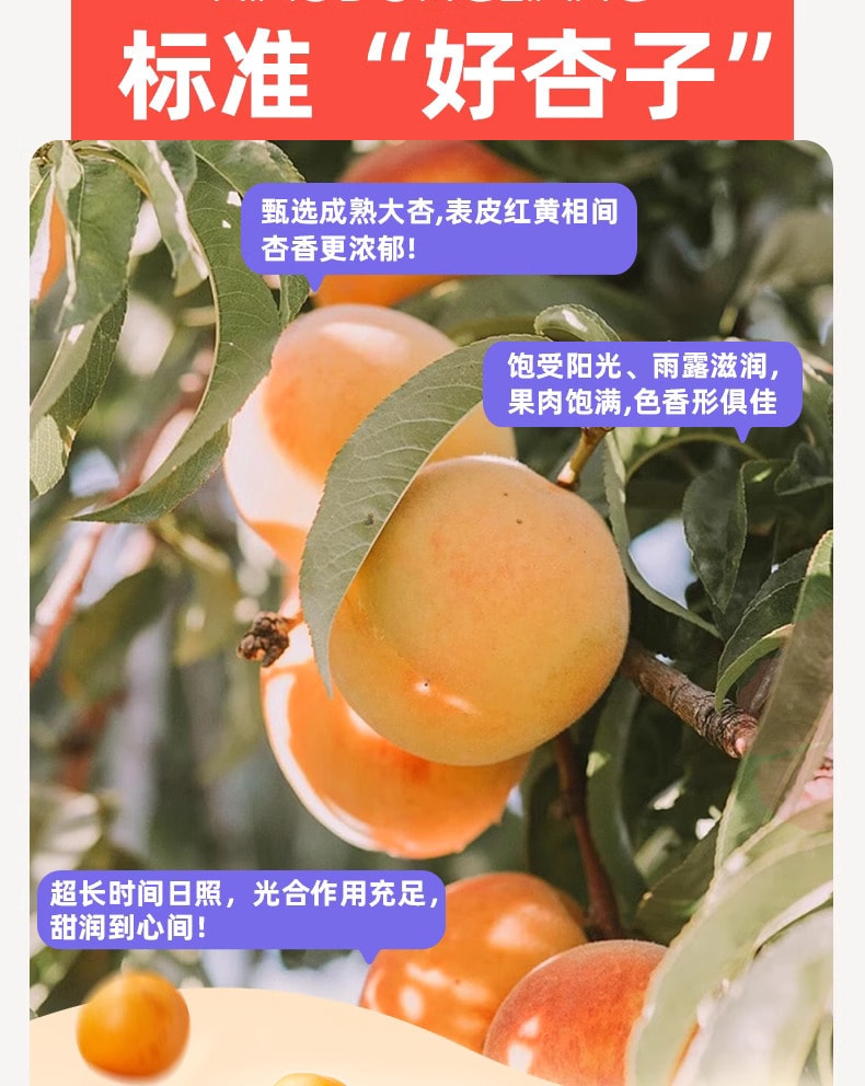 中國 好想你 新疆特產 小凍糧 新疆阿克蘇吊乾小紅杏 凍乾 25g 補充維C小零食