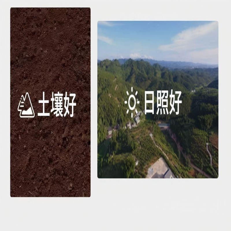 【中國直郵】 新邊界 特級枸杞紅枸杞不熏硫免洗紅枸杞子 泡酒可乾吃養生滋補枸杞茶煲湯煮粥送禮長輩父母家長年貨400g