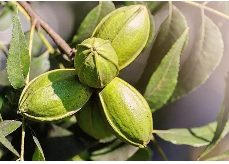 鮮記 碧根果348g