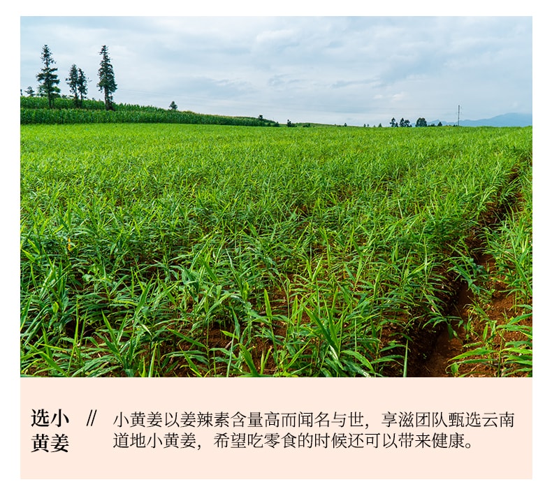 【中国直邮】享滋 手工正宗姜糖片250g姜糖纯正干姜片即食糖姜片孕妇零食