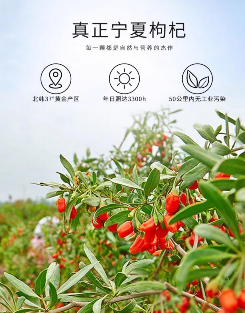 【宁夏正宗贡果枸杞】雷允上头茬枸杞100g   宁夏枸杞正宗特优级红枸杞非野生枸杞子养生泡水养生茶滋补品 补肾壮阳明目养生茶【精美罐装 自用送礼均可】